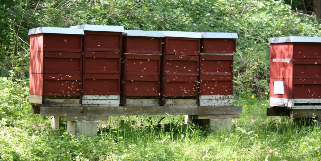 Bienenstand in der Fränkischen Toskana